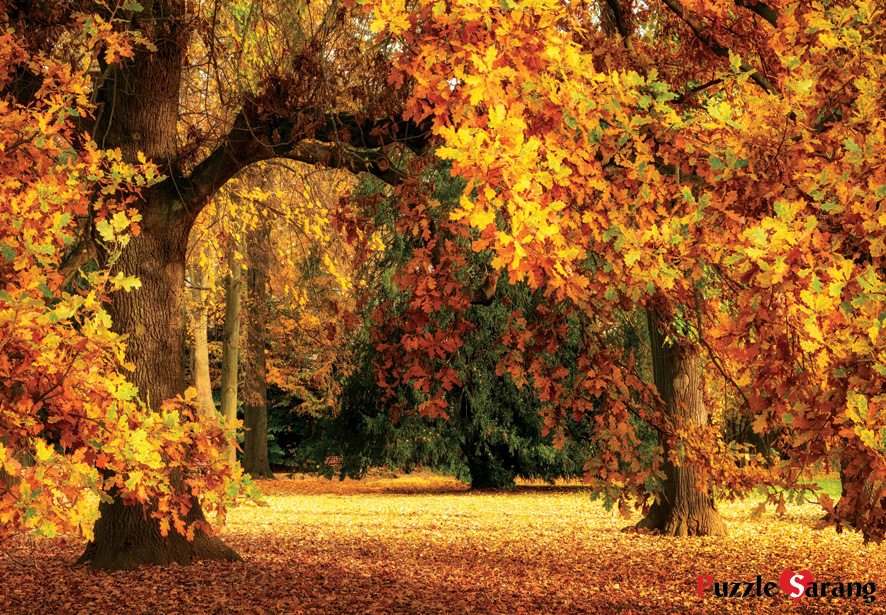 오크나무의 화려한 가을 단풍