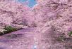 히로사키 공원의 벚꽃