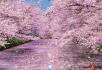 히로사키 공원의 벚꽃