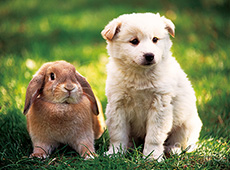 토끼와 강아지